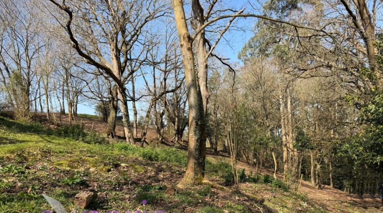 Asturias - San Pedro La Figarona - 9608m2