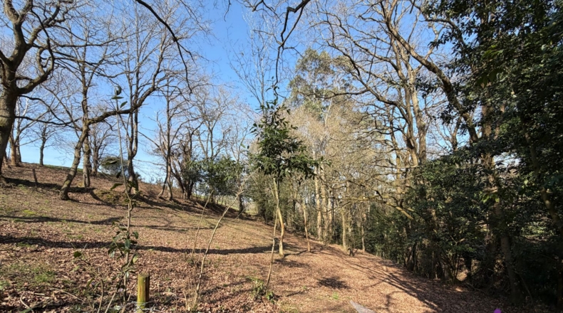 Asturias - San Pedro La Figarona - 9608m2