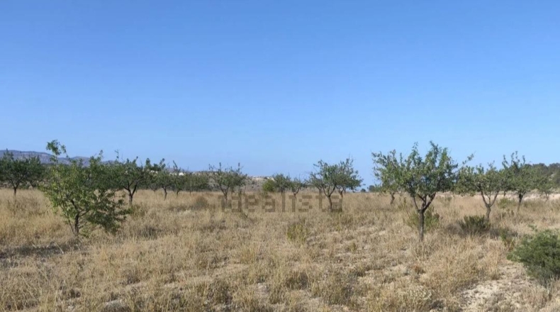 Alicante - la Romana - 6390m2