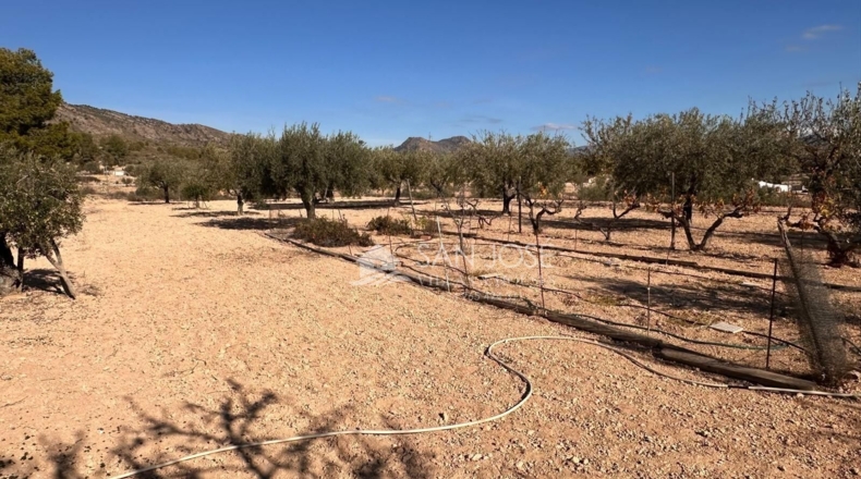 Alicante - Monòver - 4000m2