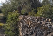 Masia amb terreny en venda a la Autovia de la Mediterrània, l'Ametlla de Mar, ref.: TR394616 foto