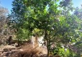 Casa de campo con terreno en venta en la España, Murcia, ref: TR394877 foto