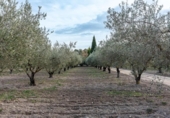 Chalet independiente con terreno en venta en la España, Castellnovo, ref: TR400336 foto