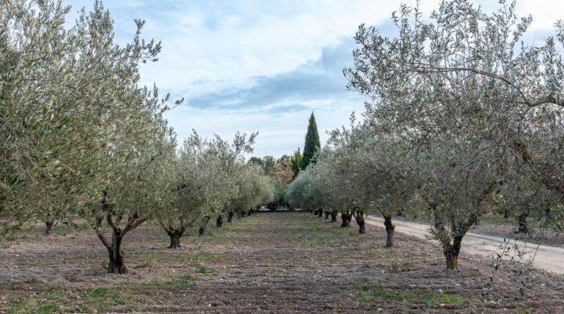 Castellón - Castellnovo - 6200m2