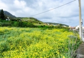 Sòl urbà en venda a la España, Tegueste, ref.: TR396102 foto