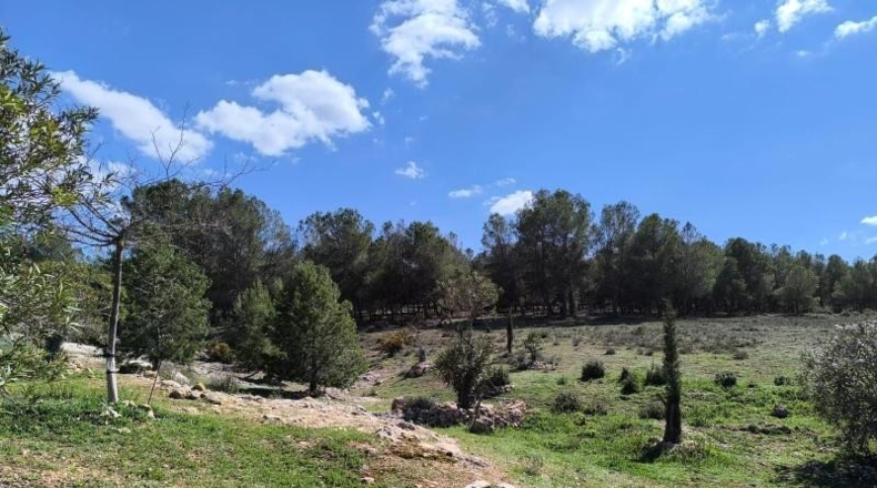 Ciudad Real - Campo de Criptana - 20000m2