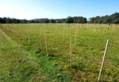 Terreno no urbanizable en venta en la España, Ibiza, ref: TR395235 foto