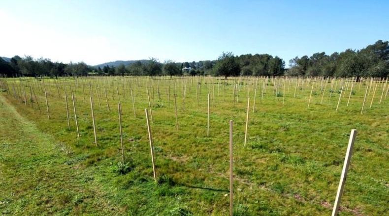 Islas Baleares - Ciudadela - 22000m2