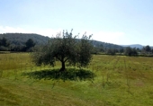 Terreno no urbanizable en venta en la España, Ibiza, ref: TR395235 foto