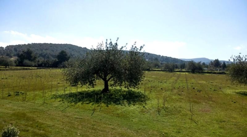 Islas Baleares - Ciudadela - 22000m2