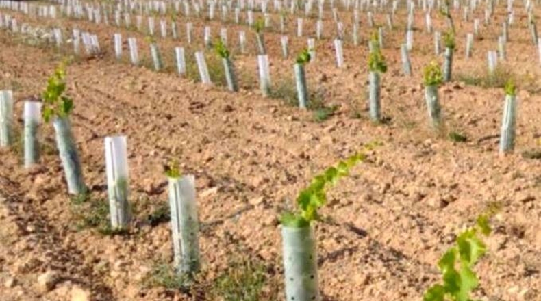 Islas Baleares - Ciudadela - 22000m2