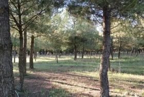 Santa Cruz de la Zarza 31305&nbsp;м²