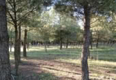 Terreny no urbanitzable en venda a la Cueva Coleta, Santa Cruz de la Zarza, ref.: TR70339 foto