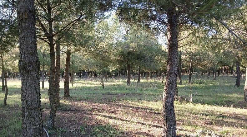 Toledo - Santa Cruz de la Zarza - 31305m2