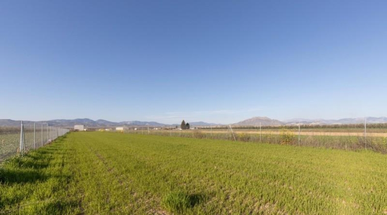 Granada - Chauchina - 4197m2