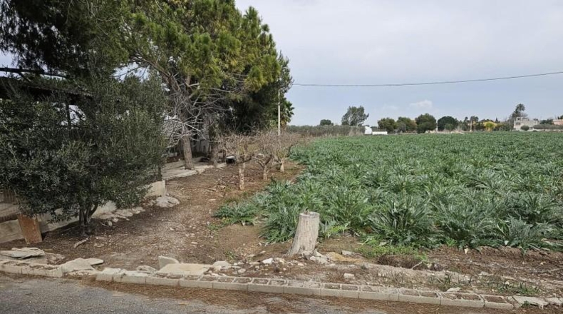 Alicante - Dolores - 8000m2