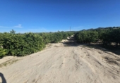 Non-developable land for sale on España, Bigastro, ref: TR395184 photo