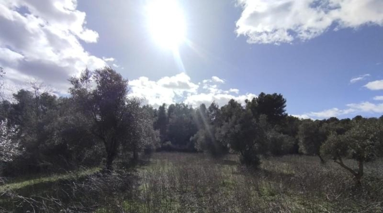 Teruel - Arens de Lledó - 22239m2
