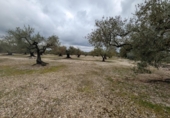 Terreno no urbanizable en venta en la España, Traiguera, ref: TR395413 foto