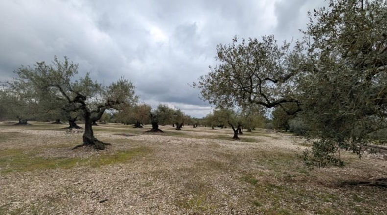 Castellón - Трайгуэра - 10961m2