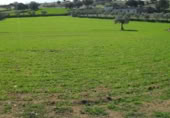 Finca rústica en venda a la Camino Hermanos Pedrajas, El Viso, ref.: TR395416 foto