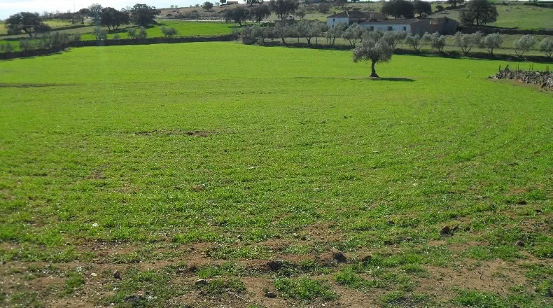 Córdoba - El Viso - 16000m2