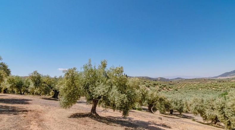 Granada - Иллора - 32787m2