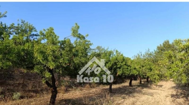 Alicante - Ibi - 7500m2