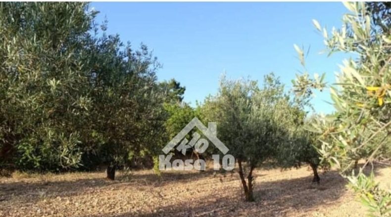 Alicante - Ibi - 7500m2