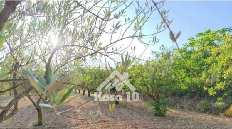 Alicante - Ibi - 7500m2