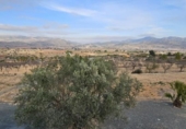 Xalet independent amb terreny en venda a la España, el Fondó de les Neus, ref.: TR401354 foto