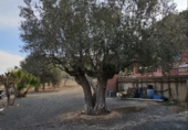 Xalet independent amb terreny en venda a la España, el Fondó de les Neus, ref.: TR401354 foto