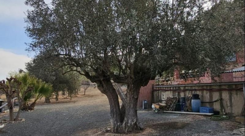 Alicante - Hondón de las Nieves - 18000m2