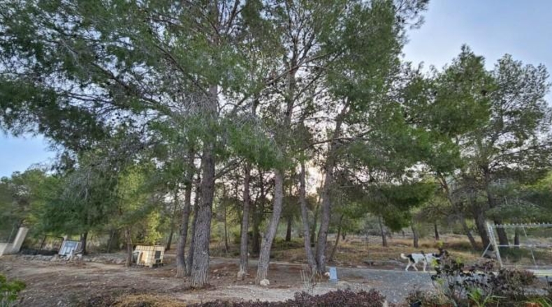 Alicante - Hondón de las Nieves - 18000m2