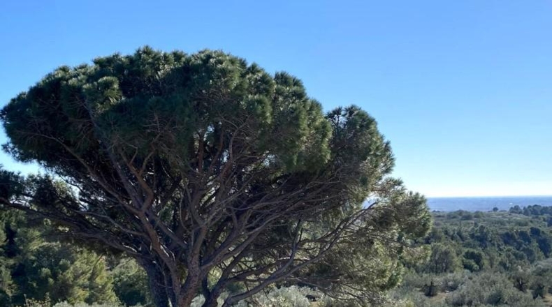 Tarragona - Camarles - 40000m2