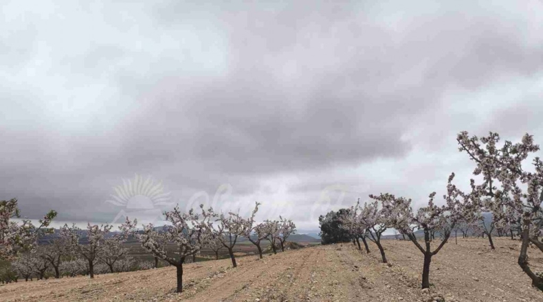 Murcia - Yecla - 50000m2