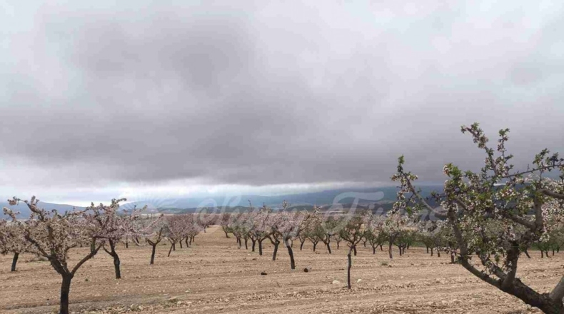 Murcia - Yecla - 50000m2