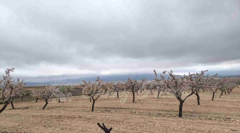 Murcia - Yecla - 50000m2