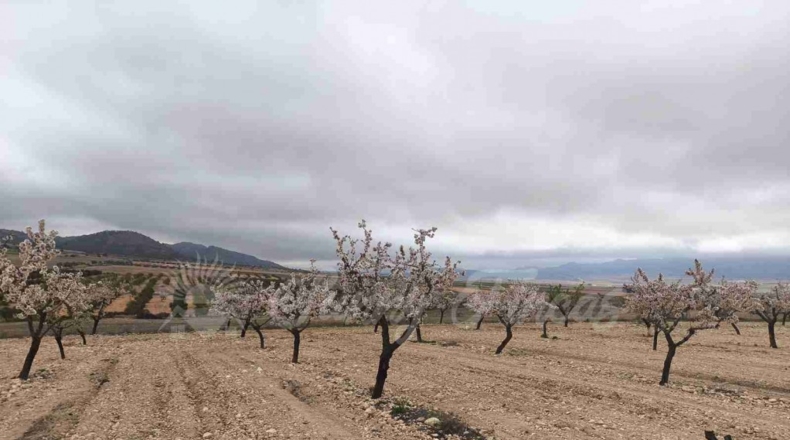 Murcia - Yecla - 50000m2