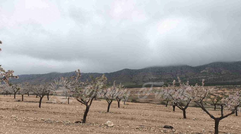 Murcia - Yecla - 50000m2