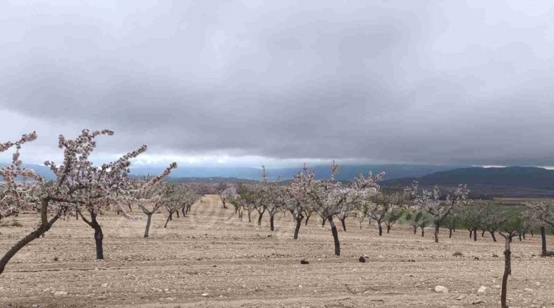 Murcia - Yecla - 50000m2