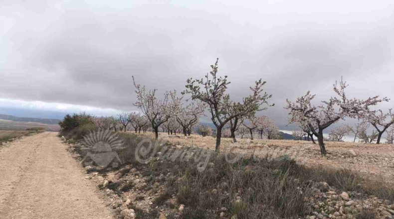 Murcia - Yecla - 50000m2
