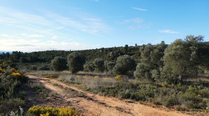 Zaragoza - Fabara - 21200m2