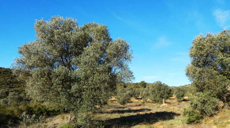 Zaragoza - Fabara - 21200m2