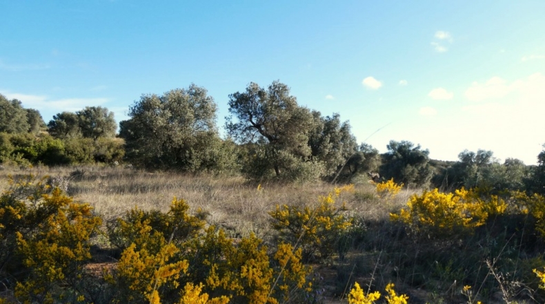 Zaragoza - Fabara - 21200m2