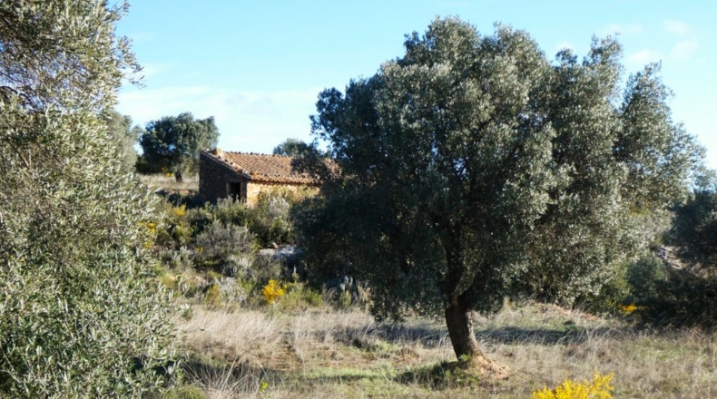 Zaragoza - Fabara - 21200m2