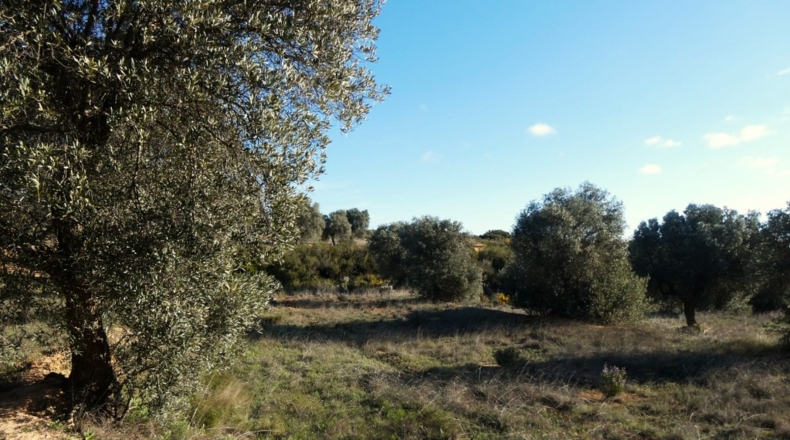 Zaragoza - Fabara - 21200m2