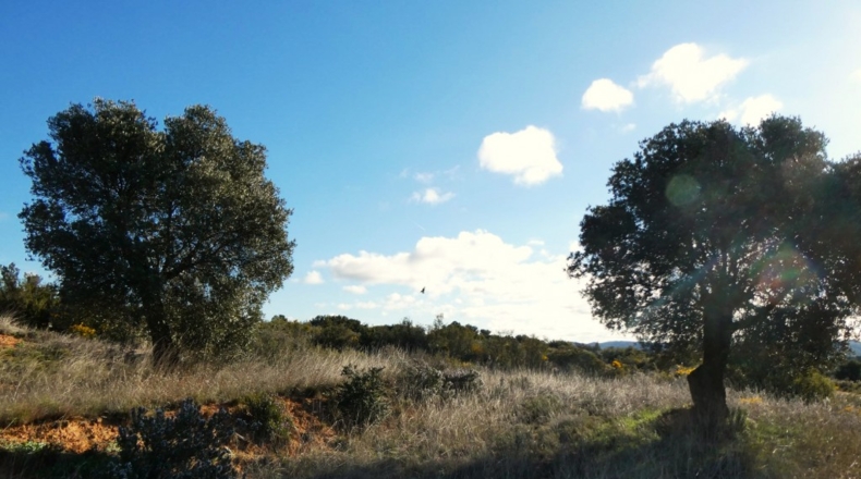 Zaragoza - Fabara - 21200m2