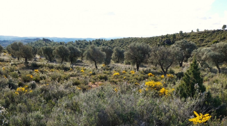 Zaragoza - Fabara - 21200m2