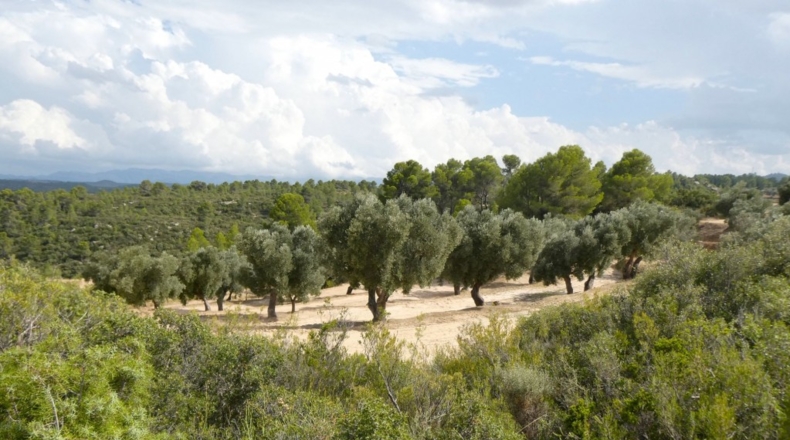 Teruel - Calaceite - 21900m2